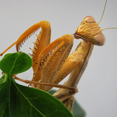 tête sphodromantis